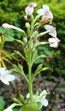  Inflorescence